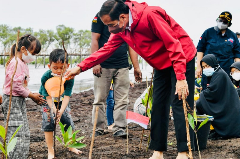 Kendalikan abrasi, Presiden Jokowi tanam mangrove di pulau terdepan Bengkalis