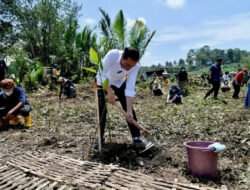 Presiden: Tanam mangrove untuk pemulihan lingkungan dan mitigasi iklim