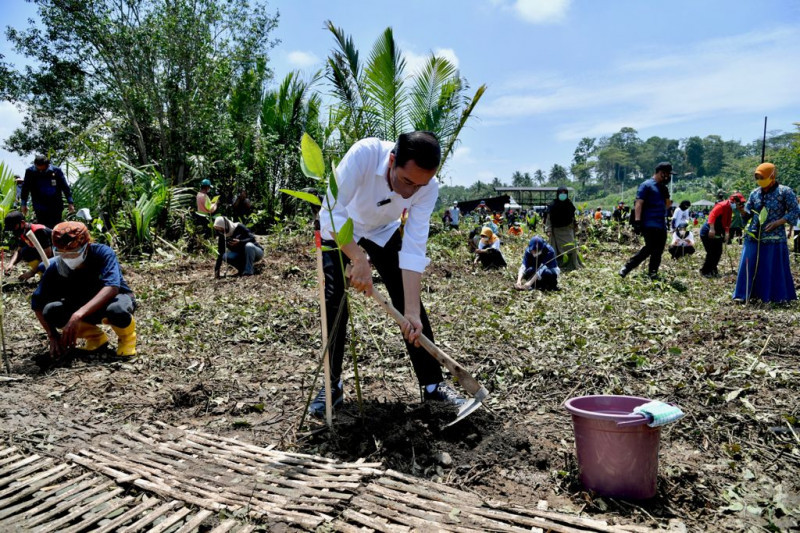 Presiden: Tanam mangrove untuk pemulihan lingkungan dan mitigasi iklim