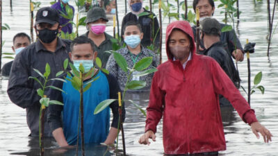 Turun ke laut, Presiden Joko Widodo tanam mangrove bersama masyarakat di Batam