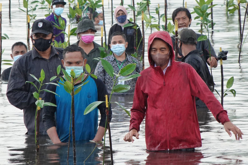 Turun ke laut, Presiden Joko Widodo tanam mangrove bersama masyarakat di Batam