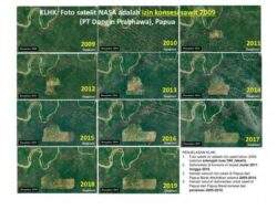 KLHK Foto satelit NASA adalah izin sawit 2009