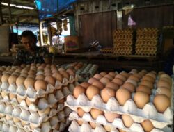 Kementan fasilitasi distribusi telur peternak Blitar ke Maluku dan Kalteng
