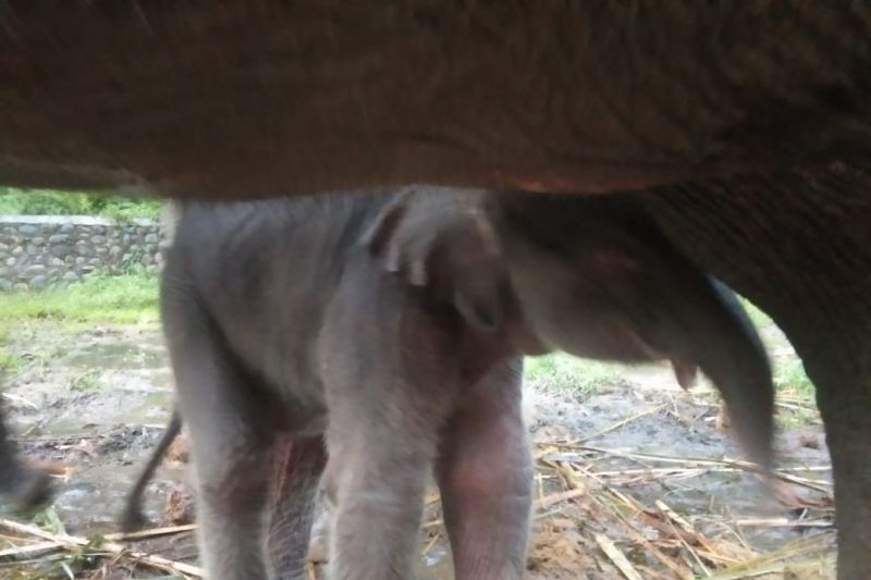 Seekor gajah Sumatera lahir di PLSK Tangkahan