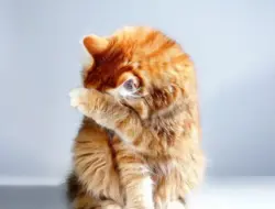 Redam Alergi Kucing? Rahasia Telur Ayam Terungkap!